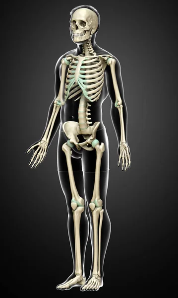Üretilmiş Tıbben Doğru Bir Erkek Iskelet Sistemi — Stok fotoğraf