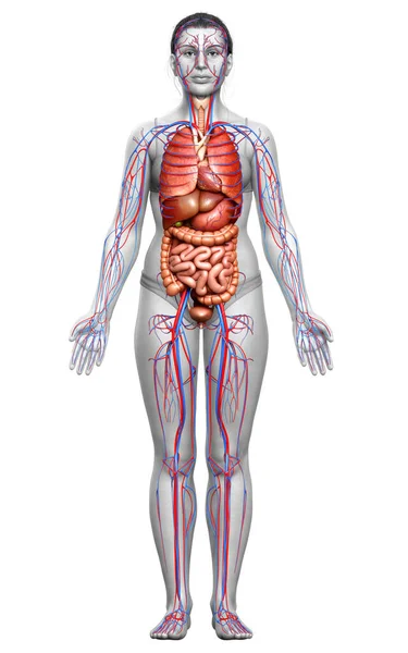 Renderizado Ilustración Médicamente Precisa Órganos Internos Femeninos Sistema Circulatorio — Foto de Stock