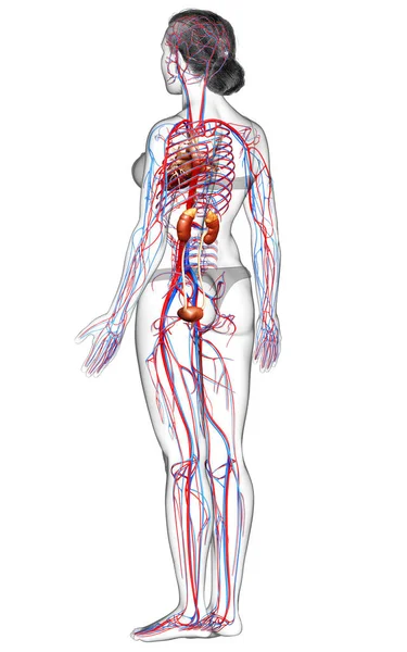 Utförd Medicinskt Korrekt Illustration Kvinnliga Njurarna Och Cirkulationssystemet — Stockfoto