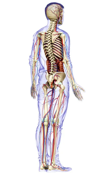 3D对男性内脏器官 骨骼和循环系统进行了准确的医学描述 — 图库照片