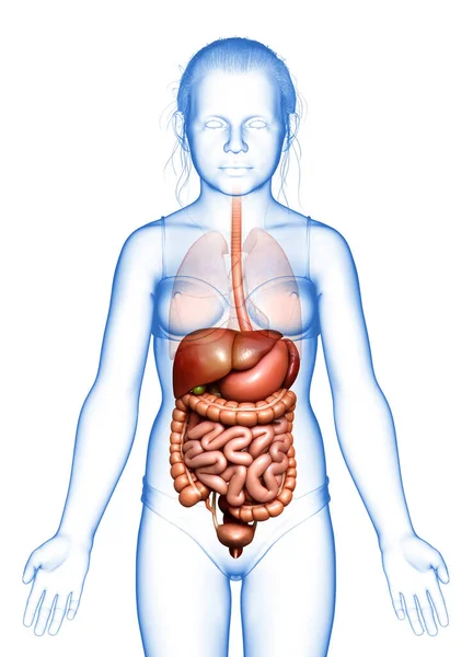 Rendered Medically Accurate Illustration Young Girl Digestive System — Stock Photo, Image