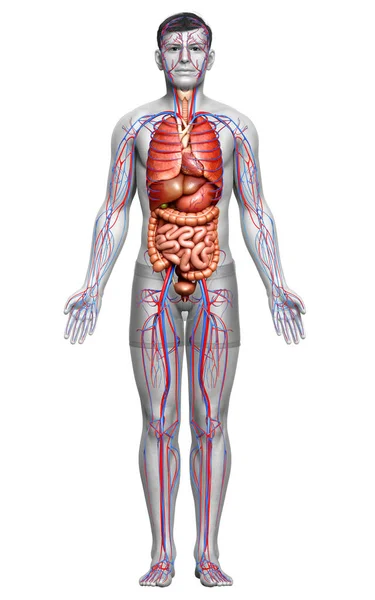 Medisch Nauwkeurige Illustratie Van Mannelijke Inwendige Organen Bloedsomloop — Stockfoto