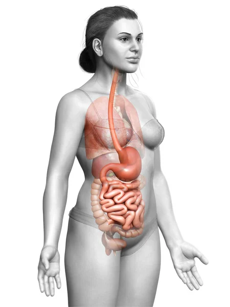 Rendered Medically Accurate Illustration Female Stomach Small Intestine — Stock Photo, Image