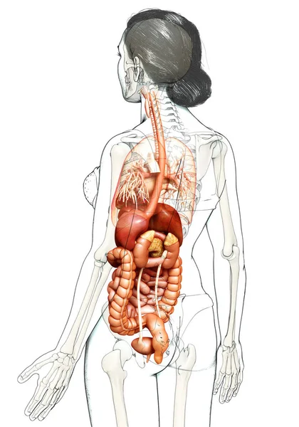 Reso Illustrazione Clinicamente Accurata Del Sistema Digestivo Femminile — Foto Stock