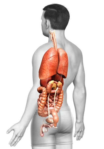 Medisch Nauwkeurige Illustratie Van Mannelijke Inwendige Organen — Stockfoto