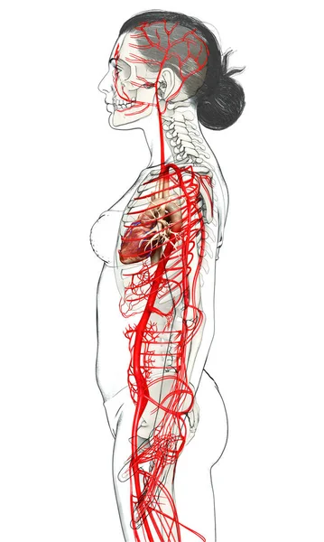 Renderowane Medycznie Dokładna Ilustracja Tętnic Żeńskich — Zdjęcie stockowe