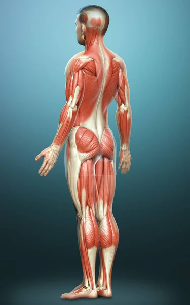 Reso Illustrazione Clinicamente Accurata Sistema Muscolare Maschile — Foto Stock
