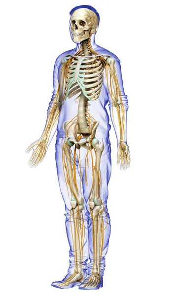 Medisch Nauwkeurige Illustratie Van Het Zenuwstelsel Het Skelet Systeem — Stockfoto