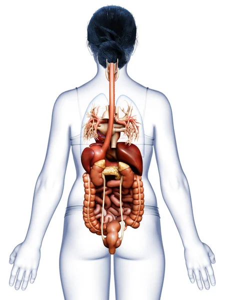 Rendered Medically Accurate Illustration Female Internal Organs — Stock Photo, Image