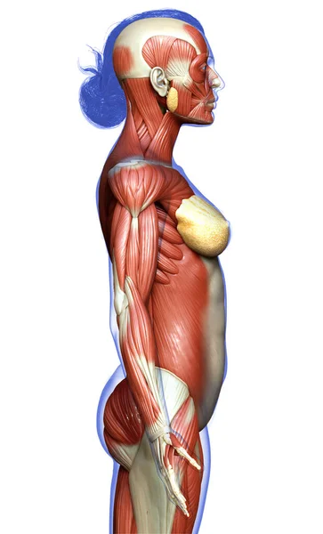 3D对女性肌肉系统进行了精确的医学描述 — 图库照片