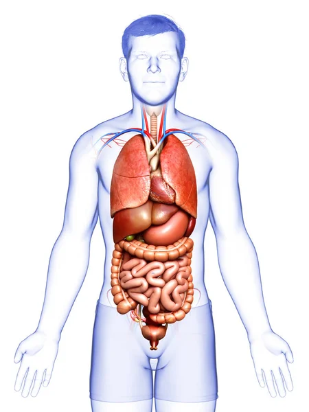 Gjorde Medicinskt Korrekt Illustration Manliga Inre Organ — Stockfoto