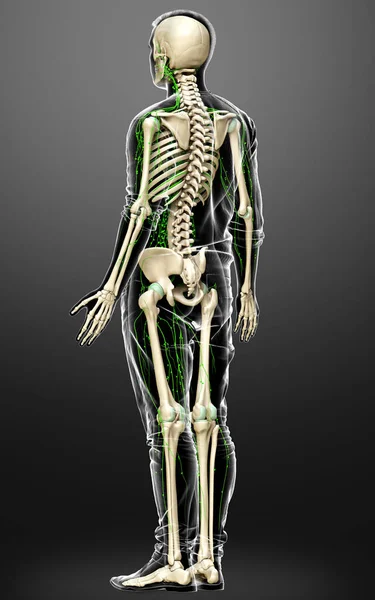 3D对男性淋巴系统进行了准确的医学描述 — 图库照片