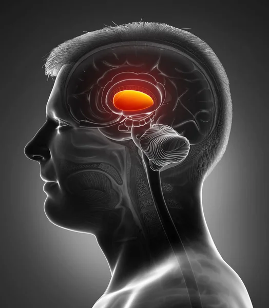Renderizado Ilustración Médicamente Precisa Cerebro Masculino Anatomía Putamen — Foto de Stock