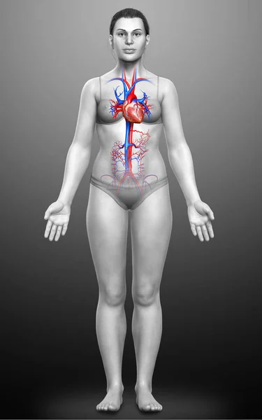 Оказана Медицинская Точная Иллюстрация Женского Сердца — стоковое фото