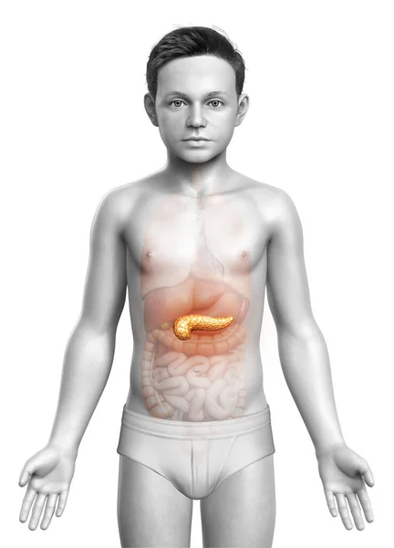 3D图像 一个年轻女孩胰腺的精确的医学图像 — 图库照片