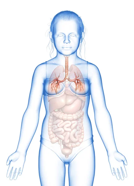 Illustratie Van Larynx Trachea Bronchi Deel Van Het Ademhalingssysteem — Stockfoto