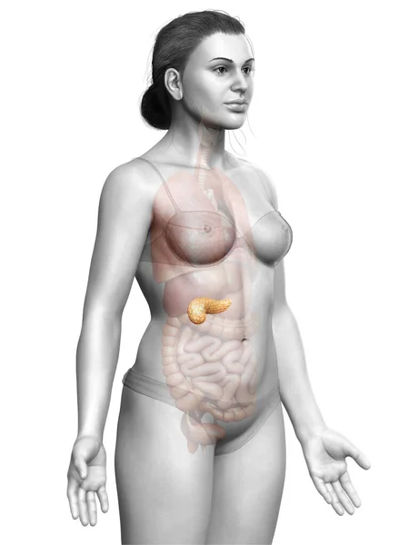 Renderizado Ilustración Médicamente Precisa Páncreas Femenino — Foto de Stock