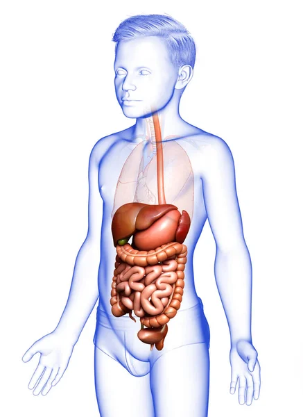 3Dは 少年消化器系の医学的に正確なイラストをレンダリングしました — ストック写真