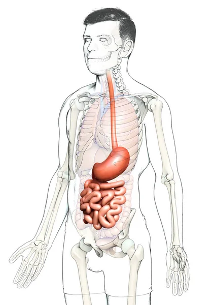 Vykreslené Lékařsky Přesné Ilustrace Mužského Žaludku Tenkého Střeva — Stock fotografie