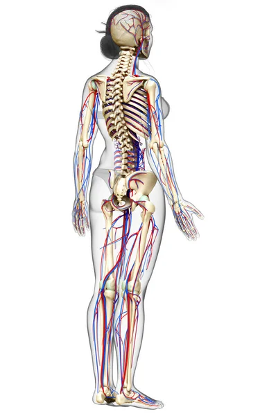 Medisch Nauwkeurige Illustratie Van Vrouwelijke Bloedsomloop Skelet Systeem — Stockfoto