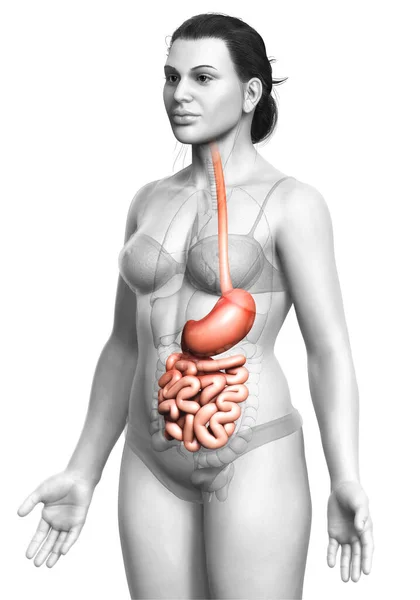 Gerenderte Medizinisch Korrekte Darstellung Eines Weiblichen Magens Und Dünndarms — Stockfoto