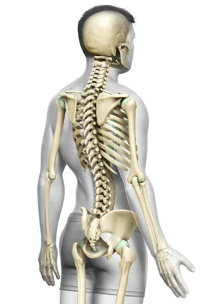 Rendered Medically Accurate Illustration Male Skeleton System — Stock Photo, Image