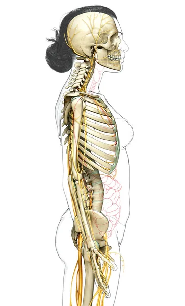 Gjort Medicinsk Korrekt Illustration Kvindeligt Nervesystem Skelet System - Stock-foto