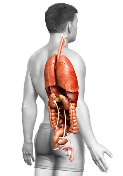 Rendered Medically Accurate Illustration Male Internal Organs — Stock Photo, Image