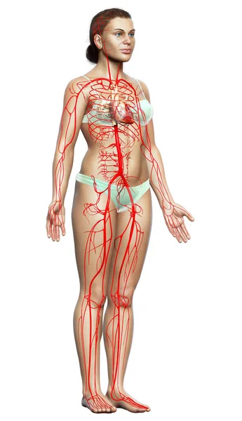 Rendered Medically Accurate Illustration Female Arteries — Stock Photo, Image