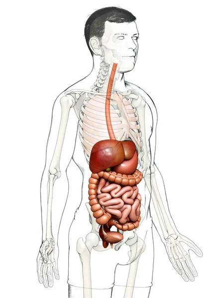 Renderizado Ilustración Médicamente Precisa Sistema Digestivo Masculino — Foto de Stock