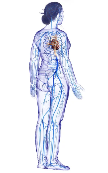 Gjorde Medicinskt Korrekt Illustration Kvinnlig Vener Anatomi — Stockfoto