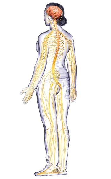 Rendu Illustration Médicalement Précise Système Nerveux Féminin — Photo