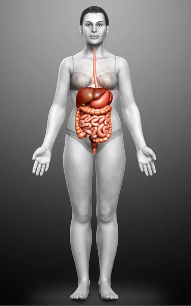 Renderizado Ilustración Médicamente Precisa Del Sistema Digestivo Femenino — Foto de Stock