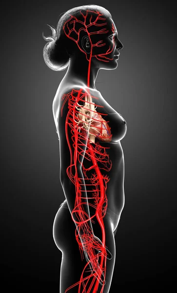 Renderizado Ilustração Medicamente Precisa Das Artérias Femininas — Fotografia de Stock