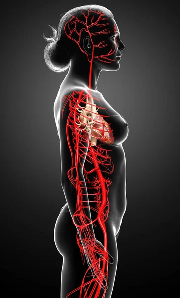 Renderizado Ilustración Médicamente Precisa Las Arterias Femeninas — Foto de Stock