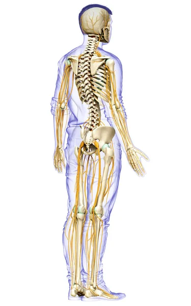 Gerenderte Medizinisch Genaue Darstellung Des Nervensystems Und Des Skelettsystems — Stockfoto