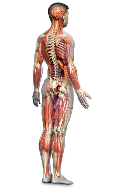 3D使男性解剖学的医学准确性 — 图库照片