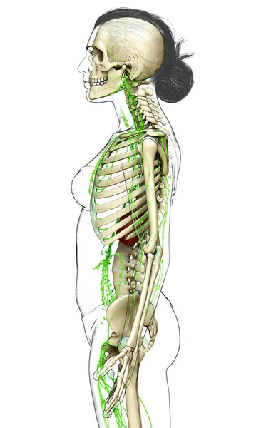 Rendu Illustration Médicalement Précise Système Lymphatique Féminin — Photo