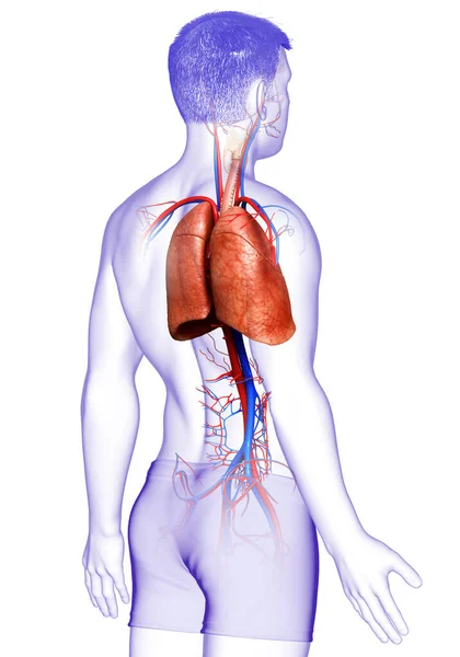 Erkek Akciğer Anatomisinin Boyutlu Tıbben Doğru Bir Örneği — Stok fotoğraf