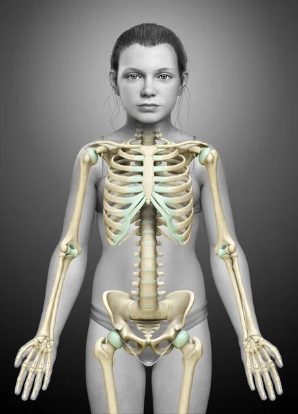 Rendered Medically Accurate Illustration Young Girl Skeleton System — Stock Photo, Image