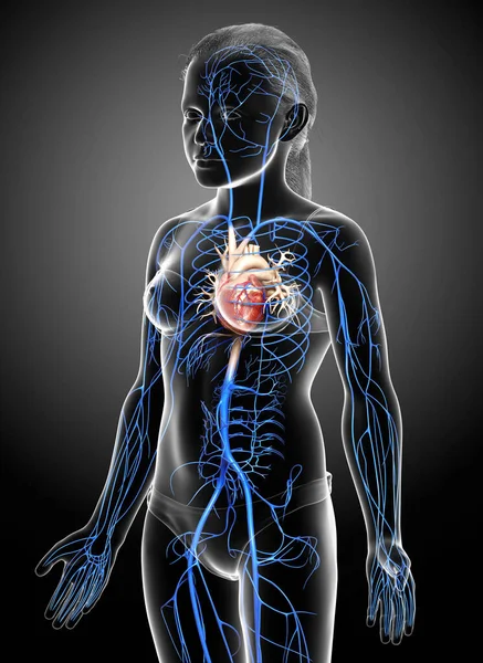 Renderowane Medycznie Dokładna Ilustracja Młodej Dziewczyny Żyły Anatomia — Zdjęcie stockowe