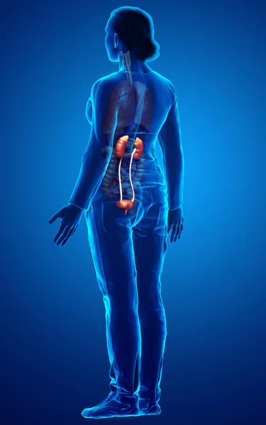 3Dレンダリングされた 医学的に正確な女性の腎臓のイラスト — ストック写真