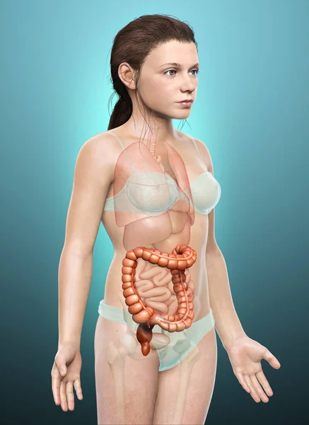 Rendu Illustration Médicalement Précise Anatomie Gros Intestin Fille — Photo