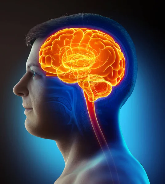 Renderizado Ilustração Medicamente Precisa Cérebro Dor Cabeça Realçado Masculino — Fotografia de Stock