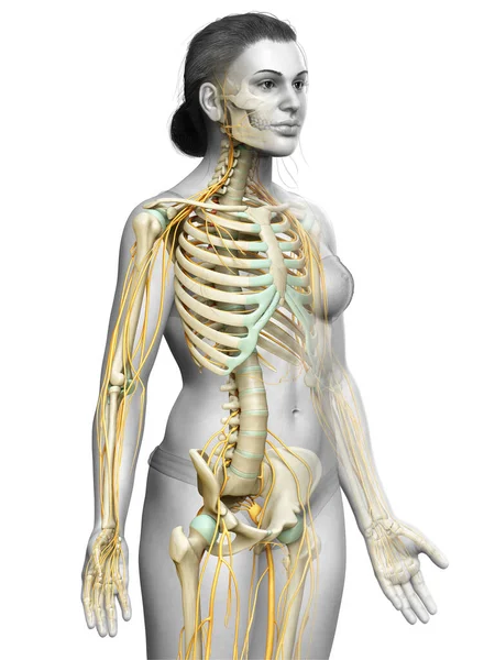 Καθιστούν Ιατρικά Ακριβή Απεικόνιση Ενός Γυναικείου Νευρικού Συστήματος Και Σκελετού — Φωτογραφία Αρχείου