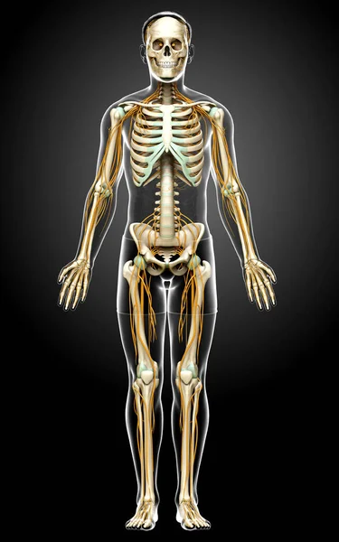 Καθιστούν Ιατρικά Ακριβή Απεικόνιση Του Νευρικού Συστήματος Και Του Σκελετού — Φωτογραφία Αρχείου
