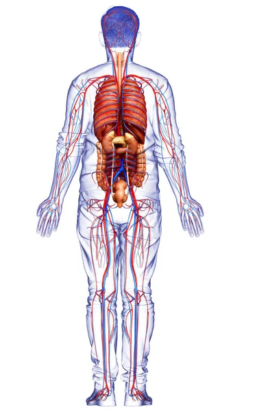 Medisch Nauwkeurige Illustratie Van Mannelijke Inwendige Organen Bloedsomloop — Stockfoto