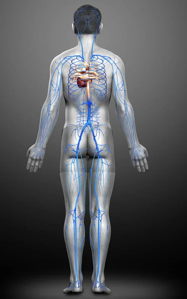 Rendu Illustration Médicalement Précise Une Anatomie Des Veines Mâles — Photo