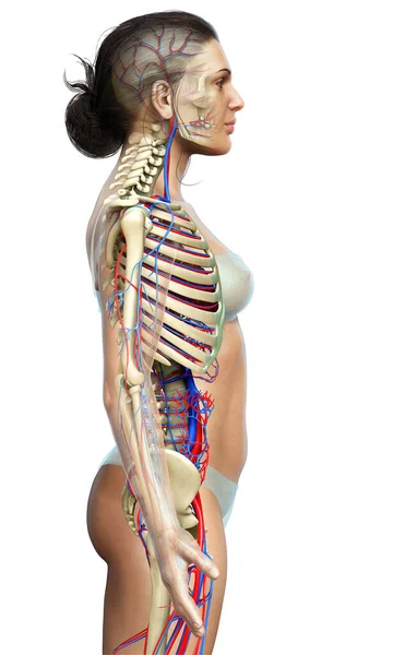 3Dは女性の循環と骨格系の医学的に正確なイラストをレンダリングしました — ストック写真