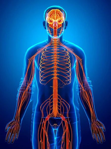 Gerenderte Medizinisch Korrekte Darstellung Eines Männlichen Nervensystems — Stockfoto